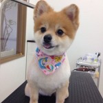 ポメラニアン　しめじちゃん２６７